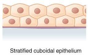 Epithelial Tissue Definition Types Functions Examples Macromolecules Basement Membrane Tissue Types