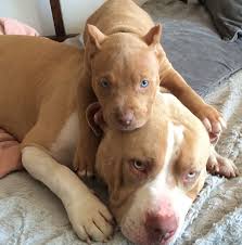 Pin By Creepy Ghoul On Please Cute Animals Cute Baby Animals Baby Animals