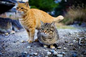 Adopt a pet this holiday season! Nearly 100 Of Australia Now Has A Feral Cat Problem Atlas Obscura