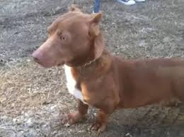 Informiere dich über neue pitbull mischling kaufen. Pitbull Dackel Rami Begeistert Tierliebhaber