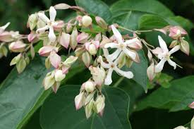 Image result for Clerodendrum ternatum