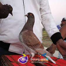 Contoh video melatih piyik merpati balap terbang cepat & tembak super keras hasil anak merpati balap castila,marina dan zodiac#piyikmerpatibalap#melatihpiyik. Anniversary Ppmbsi Xix Bangkalan 1 Tembus 856 Peserta Bang Ron Tercepat Di Kelas Utama Burungnews