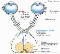 Pupillary Light Reflex Pupillary Light Reflex Test