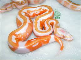 Lavander Albino Pied Pet Snake Ball Python Morphs Ball Python
