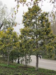 Image result for ramas de libocedro arbol