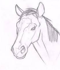 Hasil Gambar Untuk How To Draw A Horse Head Step By Step Horse Head Drawing Horse Drawings Horse Sketch