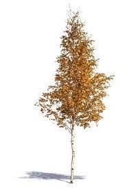 Maybe you would like to learn more about one of these? 30 Birch Tree Tattoos Ideas In 2021 Birch Tree Tattoos Tree Tattoo Birch Tree