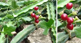 Image result for Cissus aralioides