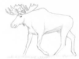 Deciding whether you must hunt for a record bull elk, or if a nice tasty cow elk will do, will influence how and, possibly, where you hunt.any legally killed elk in wild elk habitat is an accomplishment to be respected. Content Tagged Deer