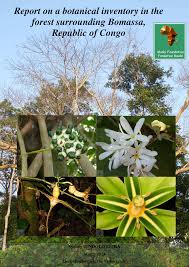 Image result for Maesobotrya floribunda