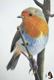 Bird Sitting On A Branch Drawing With Colour Beautiful Bird Branch Colored Drawing Ideas Color Pencil Gift Lover Original Painting Pencil Perfect Bird Drawings Bird Illustration Birds Painting