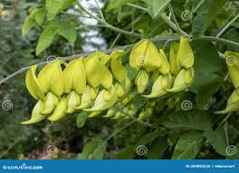 Image result for Crotalaria agatiflora