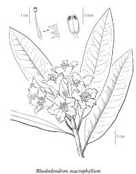 Rhododendron coloring page pages template. Pin On Tattoo
