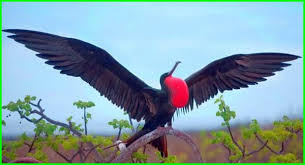 Hewan Aves Pengertian Contoh Dan Ciri Cirinya Dunia Fauna Hewan Binatang Tumbuhan Hewan Binatang Pulau Galapagos