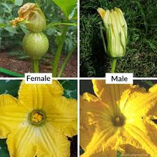 Growing Pumpkins Winter Squash Is Easy But You Need To Know These Tips For Success Find Out What Is Diffe Growing Pumpkins Squash Flowers Planting Pumpkins