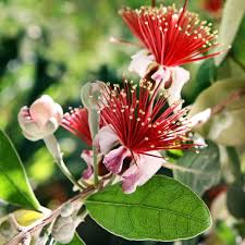 Image result for Fadogia variifolia