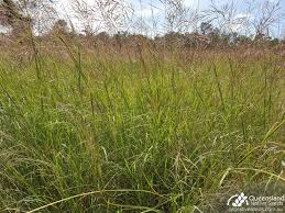 Image result for Bothriochloa bladhii