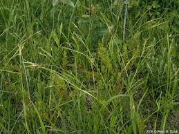 Image result for Scleria mikawana