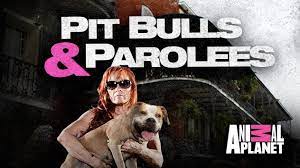 Pit bulls and parolees tv show on discovery channel: Pit Bulls Parolees Season 9 Cancelled Or Renewed Renewcanceltv