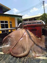 Download lagu tuah ayam mp3 gratis dalam format mp3 dan mp4. Sarawak Aritok Tuah Ayam Nampak Di Kaki Tuah Manusia Facebook