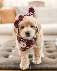 Here are our top picks for the best dog food for goldendoodles. Best Puppy Food For A Goldendoodle 2021 Top 10 We Love Doodles