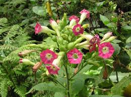Image result for Nicotiana tabacum