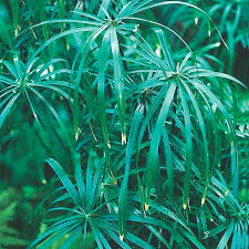 Image result for Cyperus tenax