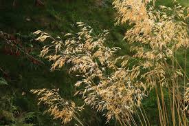 High Beeches Gardens Grasses At High Beeches Grass Mediterranean Plants Ornamental Grasses