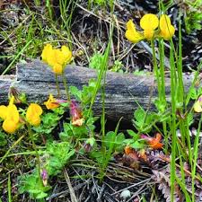 Image result for Lotus mlanjeanus