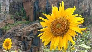 Tapi kebun bunga matahari di dalamnya juga gak kalah indah lho. Mau Lihat Bunga Matahari Cantik Di Bandung Ini Tempatnya