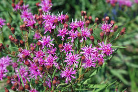 Image result for Vernonia sutherlandii