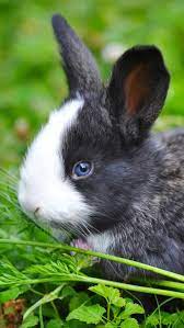 14 lukisan berhantu pembawa kutuk kematian beberapa diantaranya dianggap sebagai penyebab lukisan dirinya sekarang disimpan di the sugar baron room, hotel yang berada di tugu malang. Pin By Alia Maisarah On Binatang Beautiful Rabbit Animals Bunny