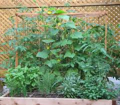 Reasons To Grow Your Own Healthy Food