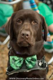 Cedar The Service Dog Chocolate Lab Bow Tie Assistance Dogs For Achieving Independence