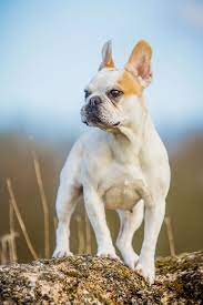 Ich züchte nur mit gesunden tieren, die vor der zucht eine zuchttauglichkeitsprüfung bestehen müssen. Franzosische Bulldogge Charakter Franzoesischebulldogge De