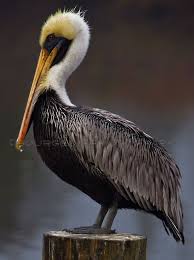 The Birds Work For The Bourgeoisie Painting Sunset Louisiana Pelican Our State Bird State Birds Pet Birds Beautiful Birds