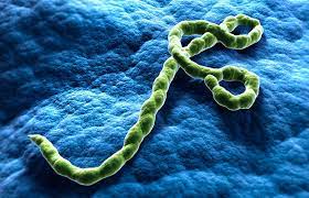 Feb 23, 2021 · ebola virus disease (evd), formerly known as ebola haemorrhagic fever, is a rare but severe, often fatal illness in humans. Ebola Behandlung Krankheitsverlauf Inkubationszeit Minimed At
