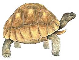 Image result for Volusia amboinensis