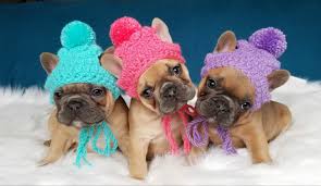 Handmade Crochet Puppy Dog Crocheting Beanie Toque Pompom Beanie Colors French Bulldog Puppy Pug Bulldog Boston French Bulldog Clothes Bulldog Bulldog Puppies