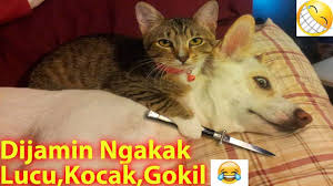 Dp Gambar Kata Anjing Gambar Lucu Kucing Dan Anjing Keren Dan Kocak Update Status Betapa Lucunya 10 Gambar Editan Gambar Kucing Lucu Humor Kucing Meme Anjing