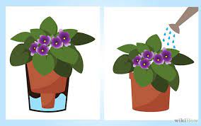 How To Grow African Violets African Violets Tiny Plants African