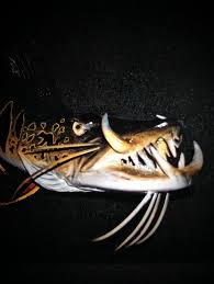 Profile for Dalton Cole Decker