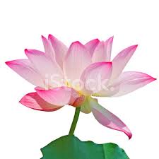 Image result for lotus against white background