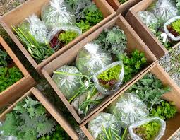 Peluang perjuangan budidaya sayuran organik ini masih terbuka lebar. Cara Memulai Usaha Pertanian Organik Bibitbunga Com