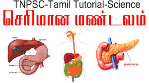 Tamil learn human body parts. Tnpsc Tamil Tutorial Digestive System Youtube