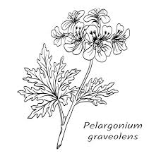 Image result for Pelargonium graveolens