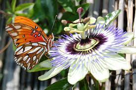 Gulf Fritillary Butterfly On Blue Passion Flower Blue Passion Flower Easy To Grow Bulbs Passion Flower
