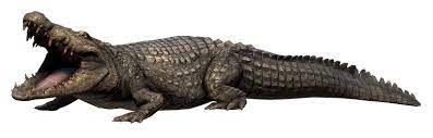 Head to our frequently asked questions page for some quick info. Mugger Crocodile Far Cry Wiki Fandom