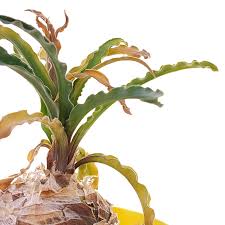 Image result for Drimia calcarata