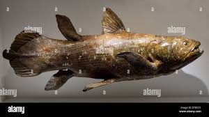 Image result for Coelachyrum